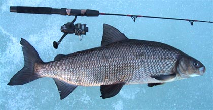 Whitefish 63 cm 2.706 g 18.03.2004